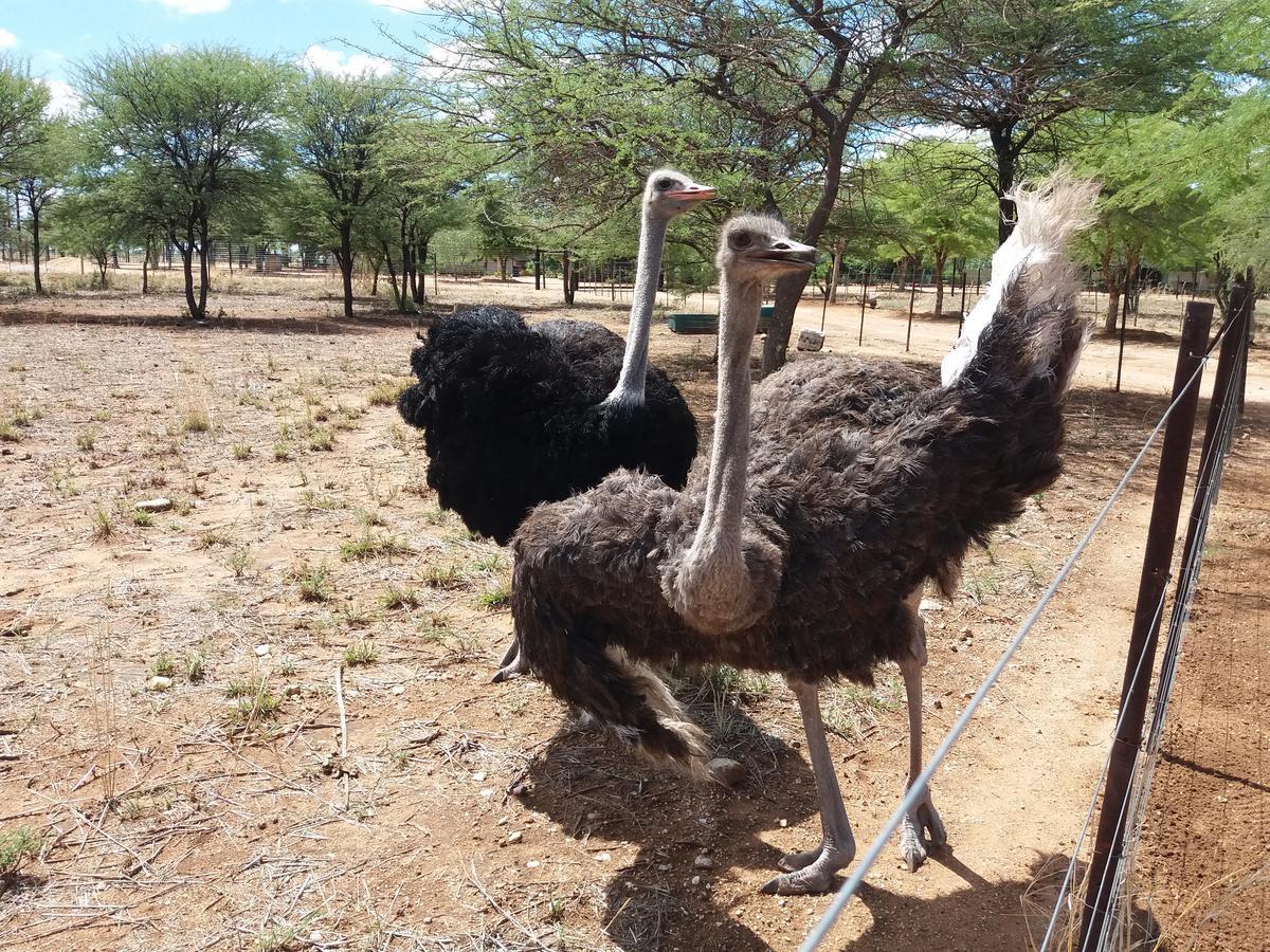 Lion'S Den Guesthouse Otjiwarongo Bagian luar foto