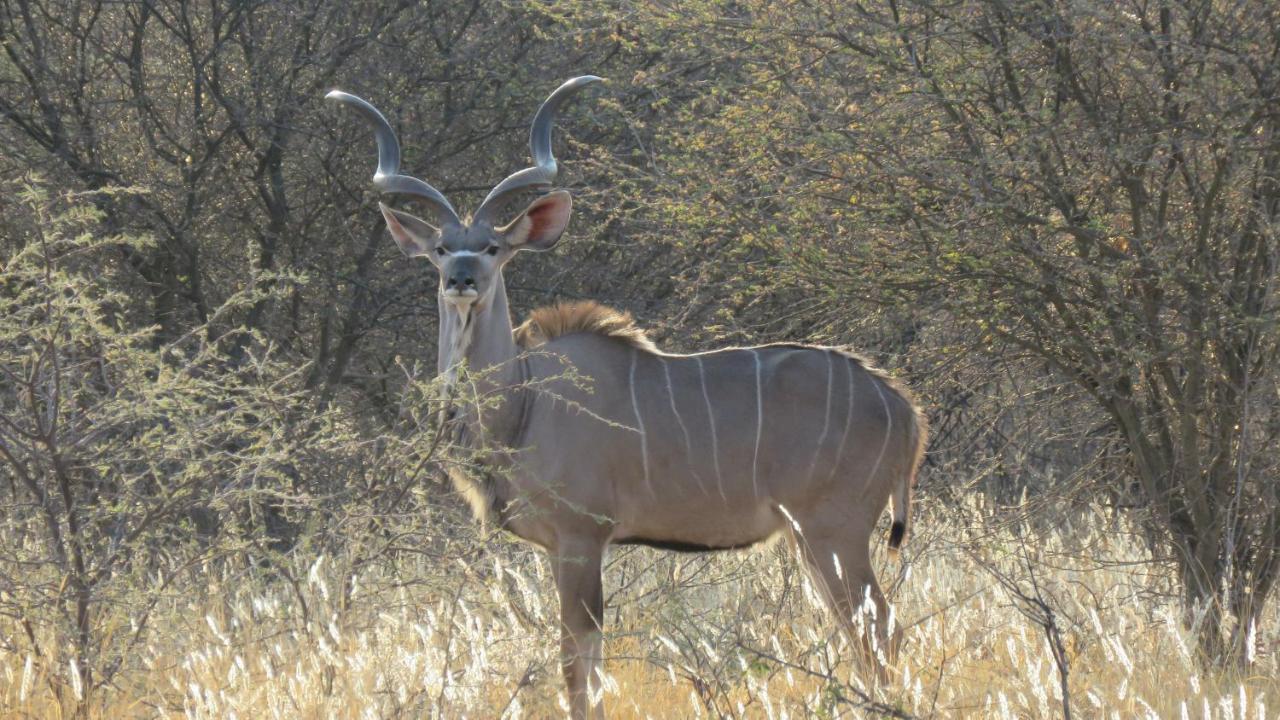 Lion'S Den Guesthouse Otjiwarongo Bagian luar foto