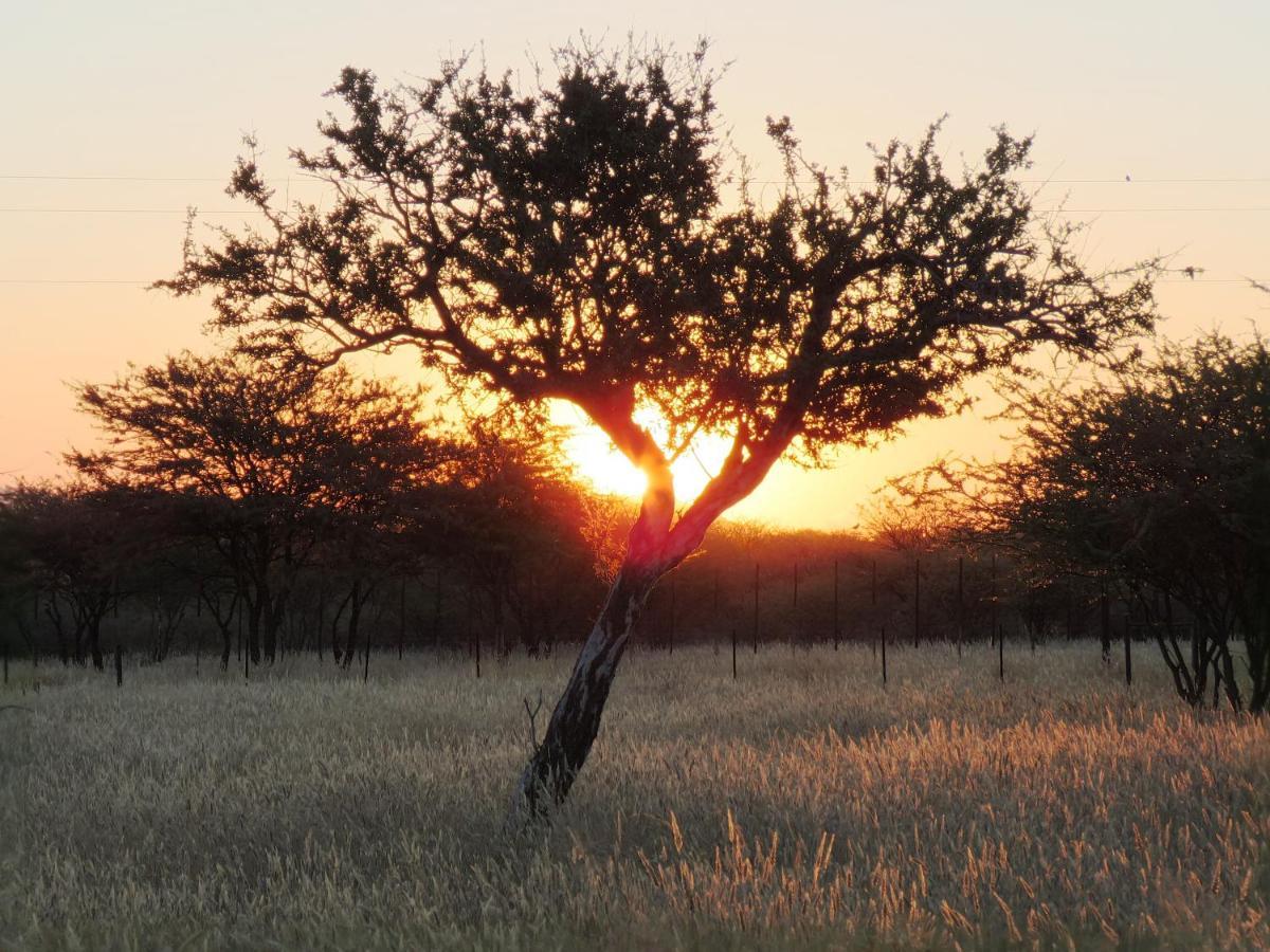 Lion'S Den Guesthouse Otjiwarongo Bagian luar foto