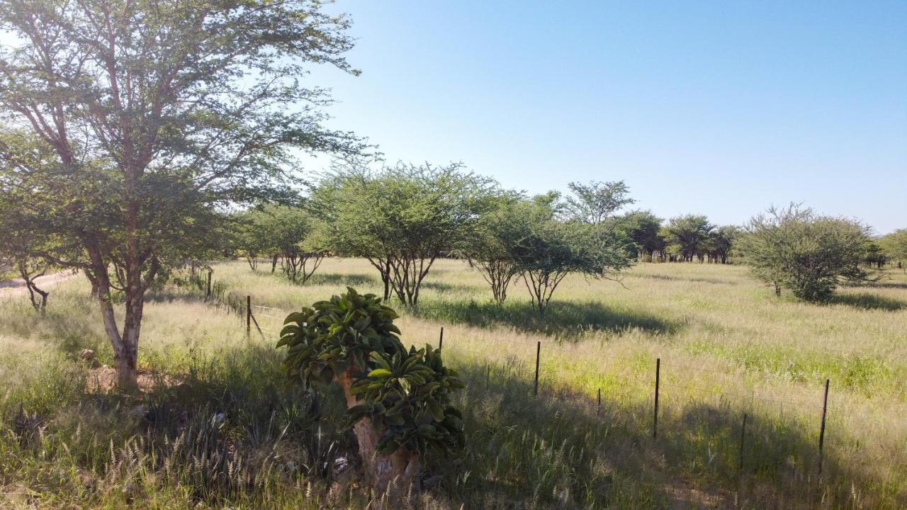Lion'S Den Guesthouse Otjiwarongo Bagian luar foto