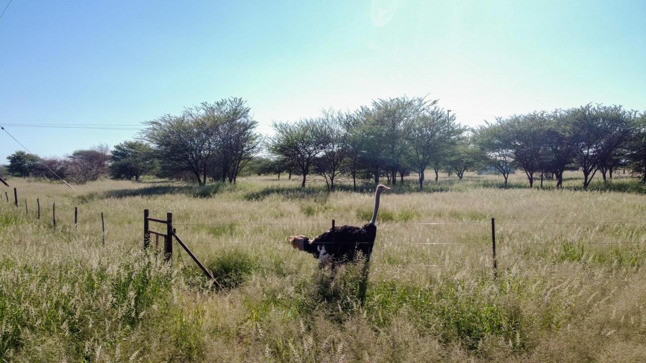 Lion'S Den Guesthouse Otjiwarongo Bagian luar foto